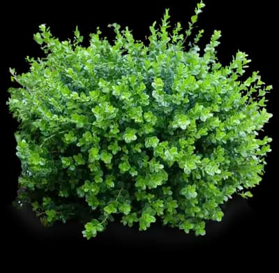 Sprinter® Boxwood