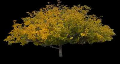 Eastern Black Walnut