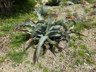 Gypsophilia Agave