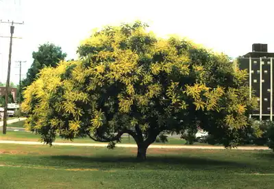 Gocanzam Golden Candle™ Goldenrain Tree
