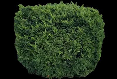 Emerald Spreader® Japanese Yew