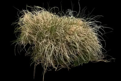 Overdam Feather Reed Grass
