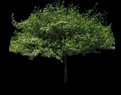 Crusader® Hawthorn