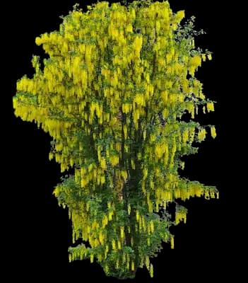 Columnar Golden Chain Tree
