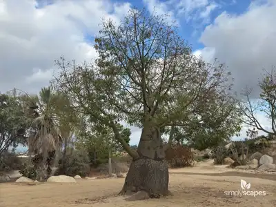 Queensland Bottle Tree