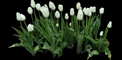 Tulip 'Catherina Single Late'