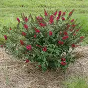 Miss Molly Butterfly Bush