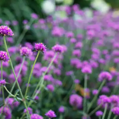 Truffula™ Pink Globe Amaranth
