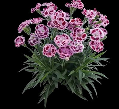 Delilah™ Bicolor Purple Dianthus - Pinks