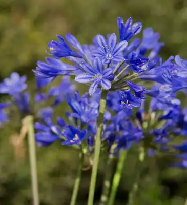 Agapanthus Little Blue Fountain™