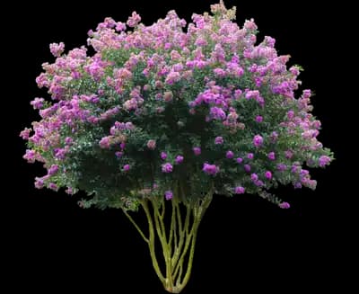 Muskogee Crape Myrtle Tree