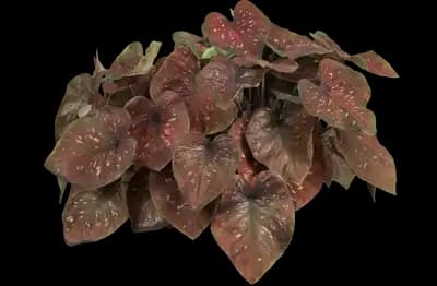 Heart to Heart® Rain or Shine™ Caladium