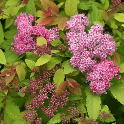 Double Play® Big Bang® Spirea