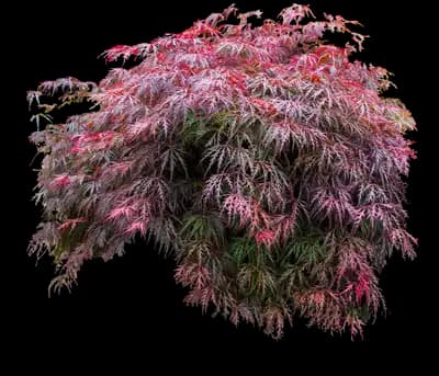 Red Select Japanese Maple Tree