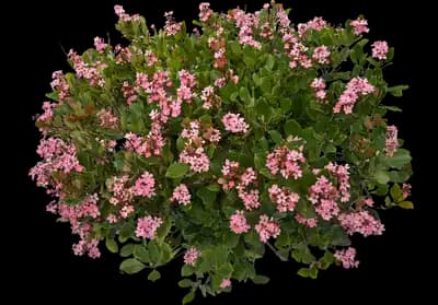 La Vida Mas Indian Hawthorn