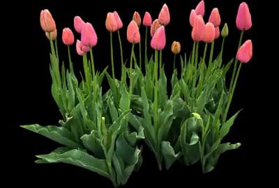 Tulip 'Menton Single Late'