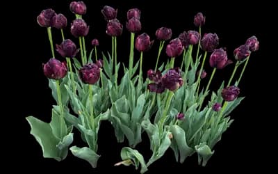 Tulip 'Black Hero Double Late'