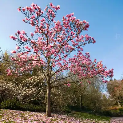 Vulcan Magnolia Tree