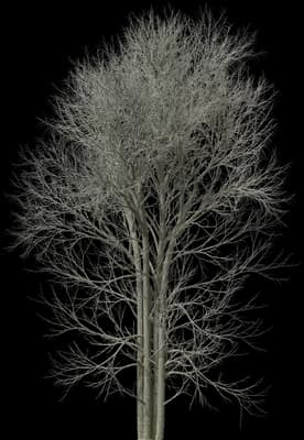European White Elm