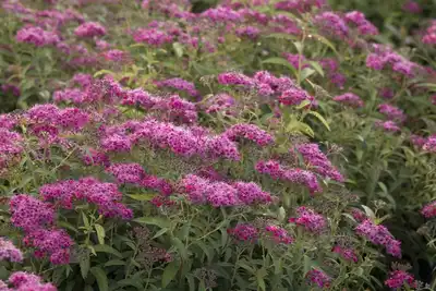 Neon Flash Spirea