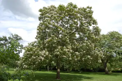 Purpurea Purple Catalpa