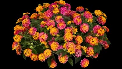Landmark Sunrise Rose Lantana