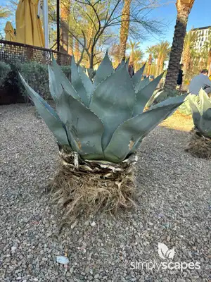 Whale's Tongue Agave