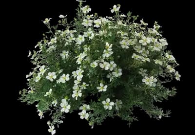 Happy Face® White Potentilla