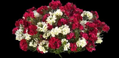 Evo-Centric Trixi® Calibrachoa