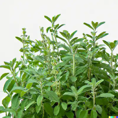 Salvias