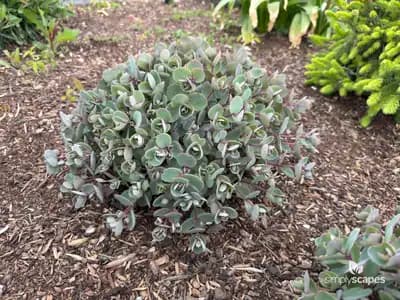 Lavender Scallops Kalanchoe