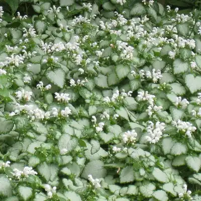 White Nancy Spotted Dead Nettle
