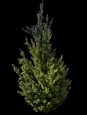 Green Mountain Boxwood