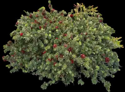 Little John Dwarf Bottlebrush