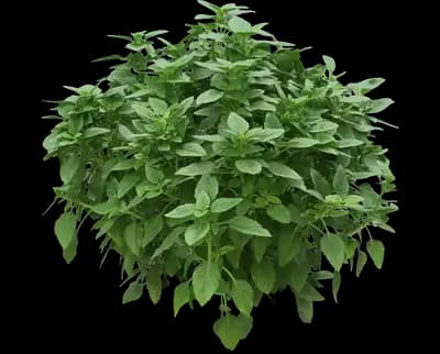Spicy basil