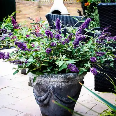 Flutterby Petite® Blue Heaven Butterfly Bush