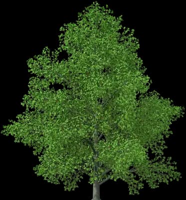 Grey Alder