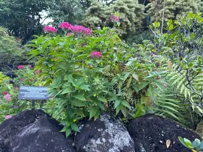 Egyptian Star Cluster