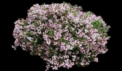 Yuki Kabuki Deutzia