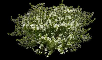 Enchantia White Cuphea