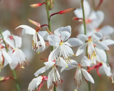 Stratosphere White Butterfly Flower