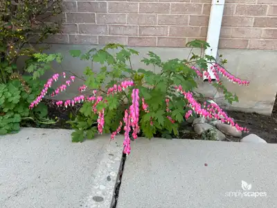 Bleeding Hearts