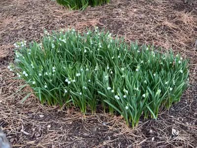 Summer Snowflake