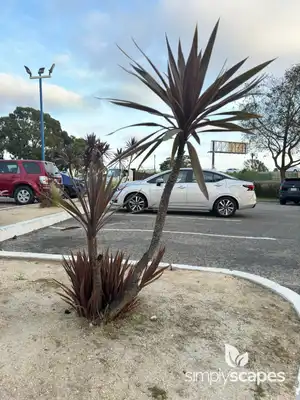 Spineless Yucca