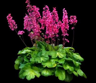 Timeless Glow coral bells