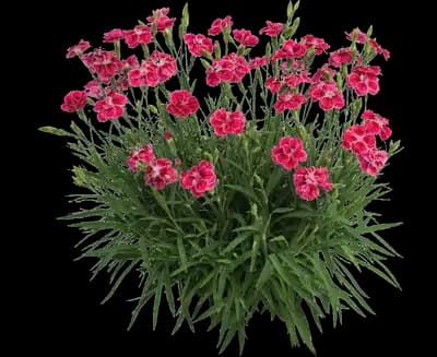 Delilah™ Bicolor Magenta Dianthus - Pinks