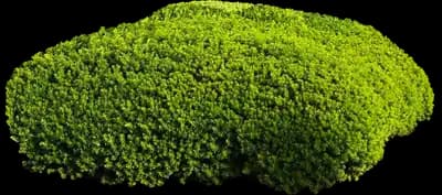Dense Spreading Yew