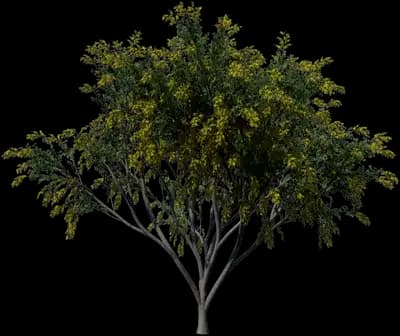 Golden Shower Tree
