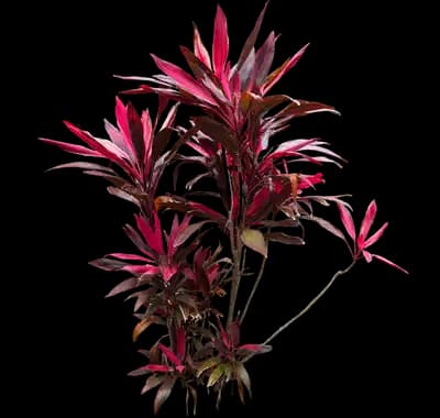 'Red Sister' Cabbage Palm