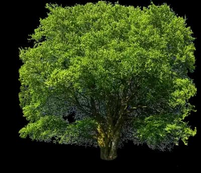 American Beech